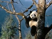 pic for panda bear